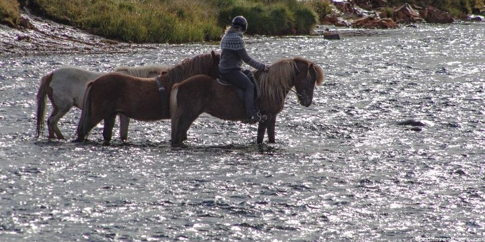 Names for Mare Barrel Horses Inspired by Sports Teams