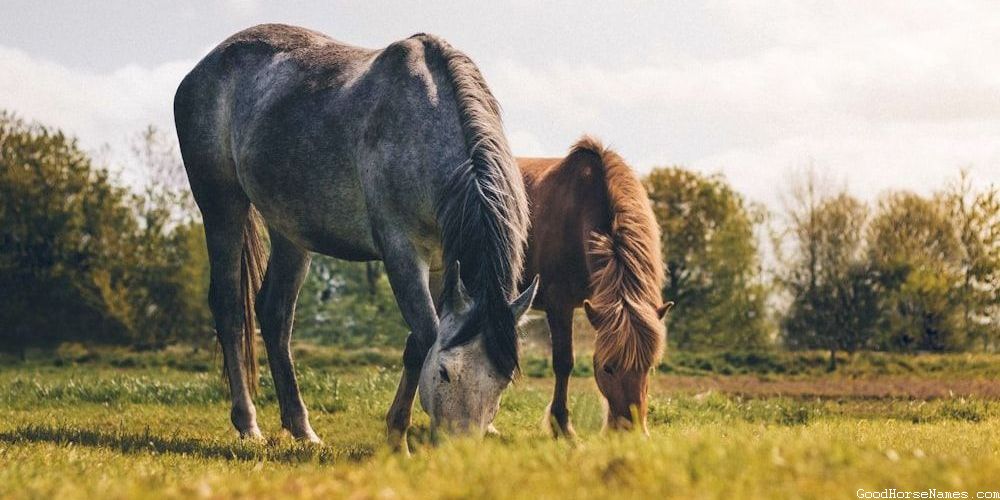 Names for Red Chestnut Arabian Horses Inspired by Nature