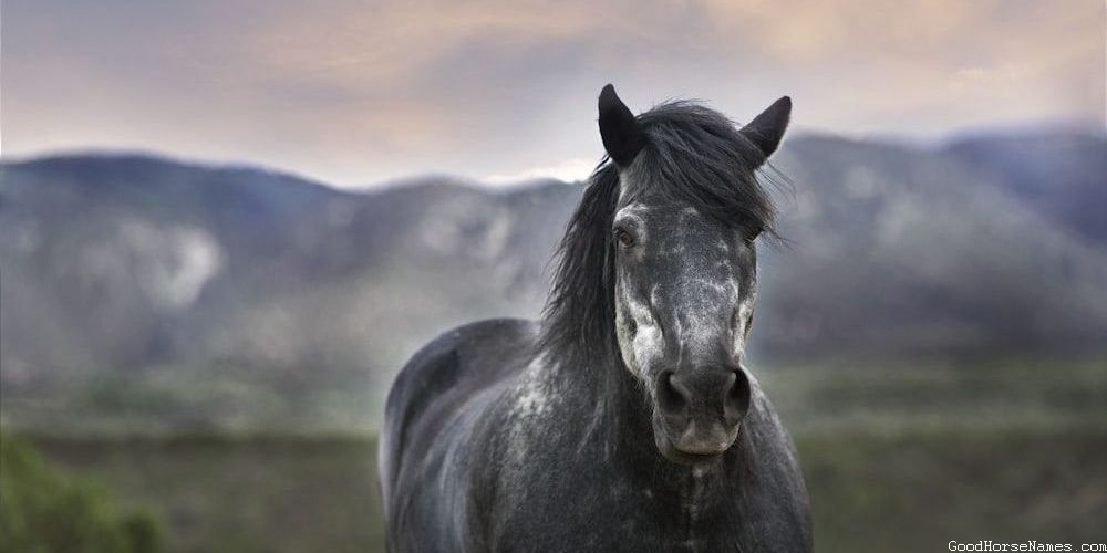 Nature Horse Names That Represent Their Beauty