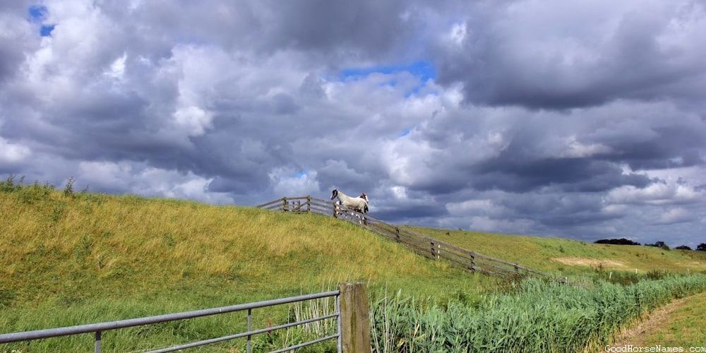 Nature Horse Names That Represent Their Intelligence