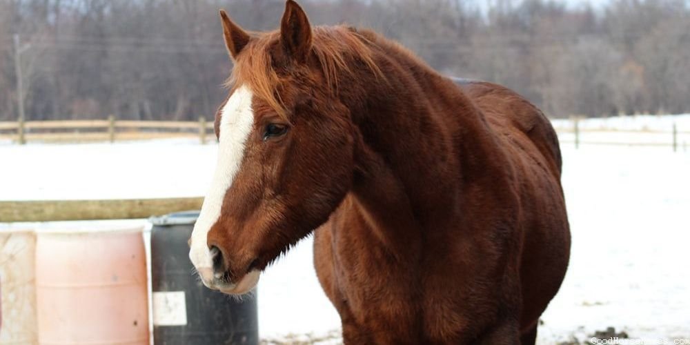 Nature Horse
