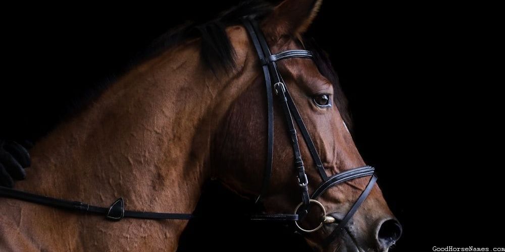 Nature Inspired Bay Gelding Horse Names