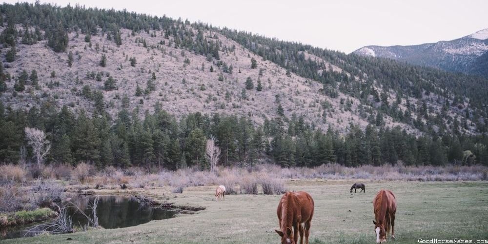 Nature Inspired Beautiful Female Horse Names