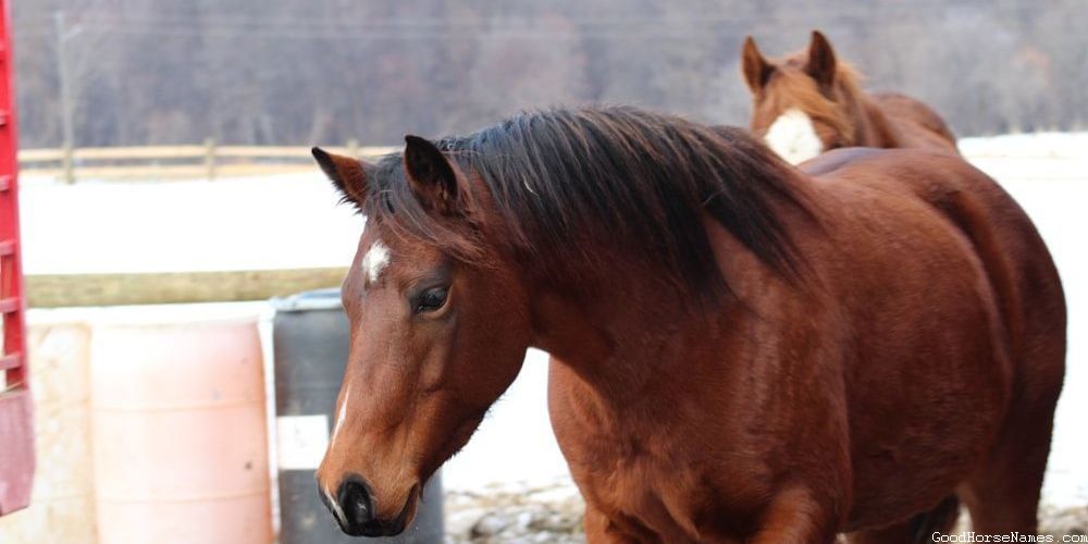 Nature Inspired Biblical Horse Names