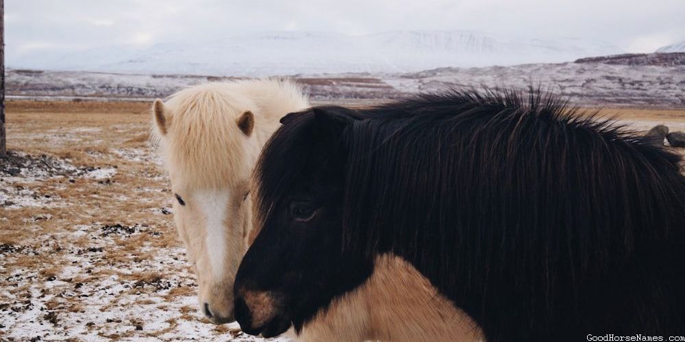Nature Inspired Black Male Horse Names