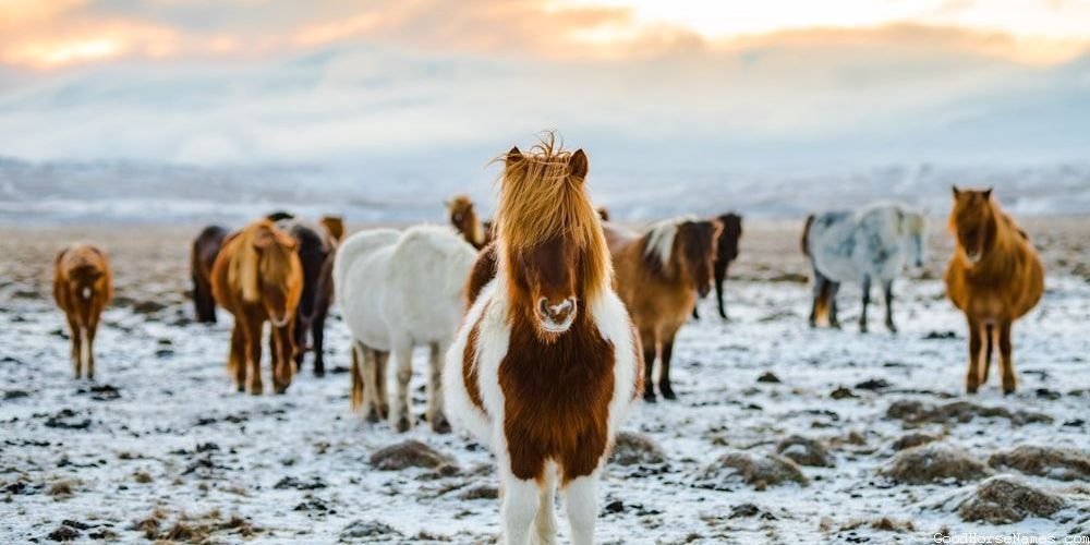 Nature Inspired Cavalry Horse Names
