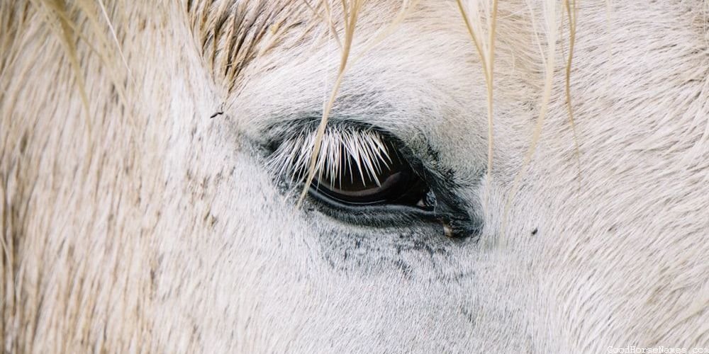 Nature Inspired Cool Brown Horse Names