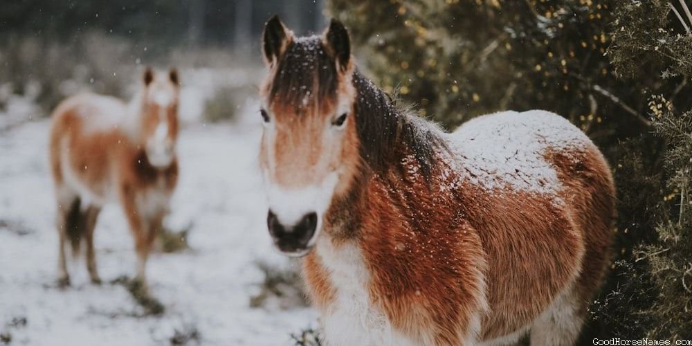 Nature Inspired Cool Girl Horse Names