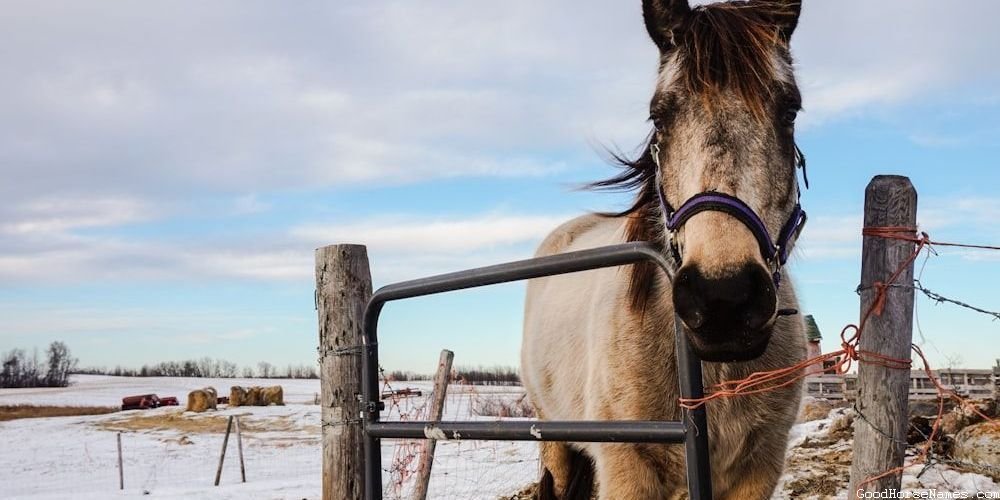 Nature Inspired Country Horse Names