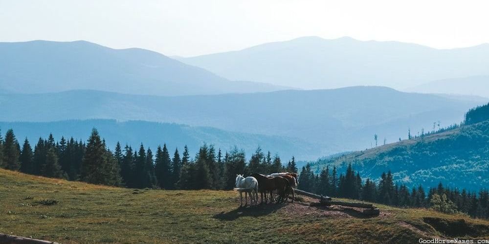 Nature Inspired Criollo Horse Names