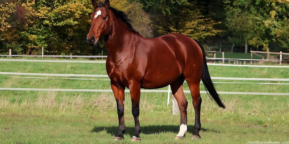 Nature Inspired Dark Brown Horse Names