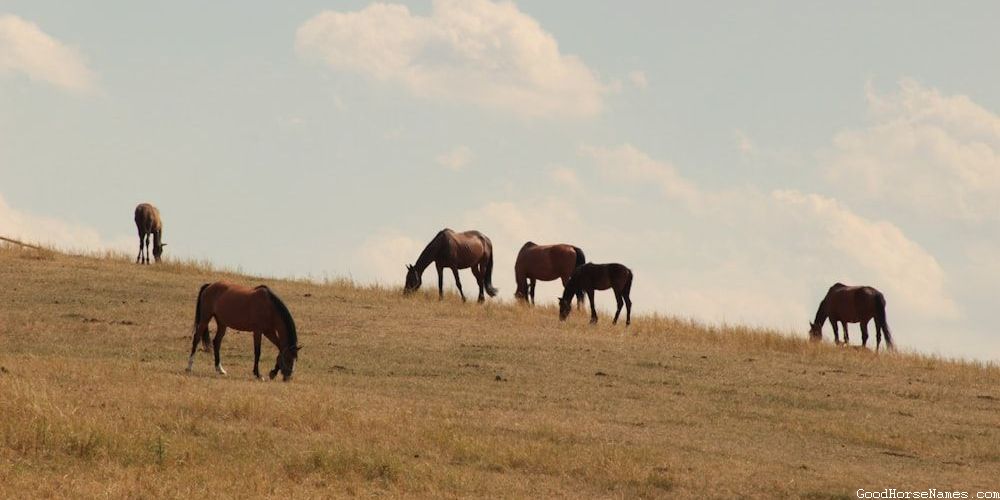 Nature-Inspired Female Clydesdale Horse Names