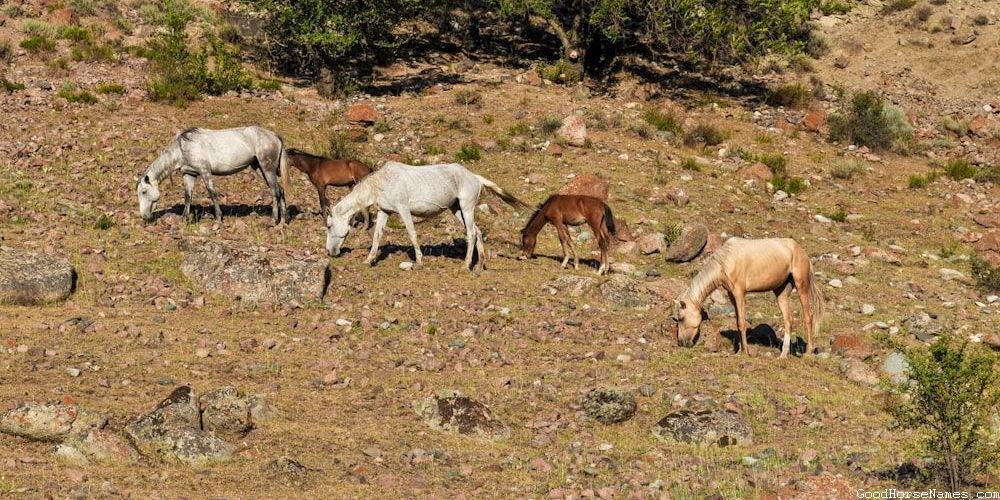 Nokota Horse Funny Names