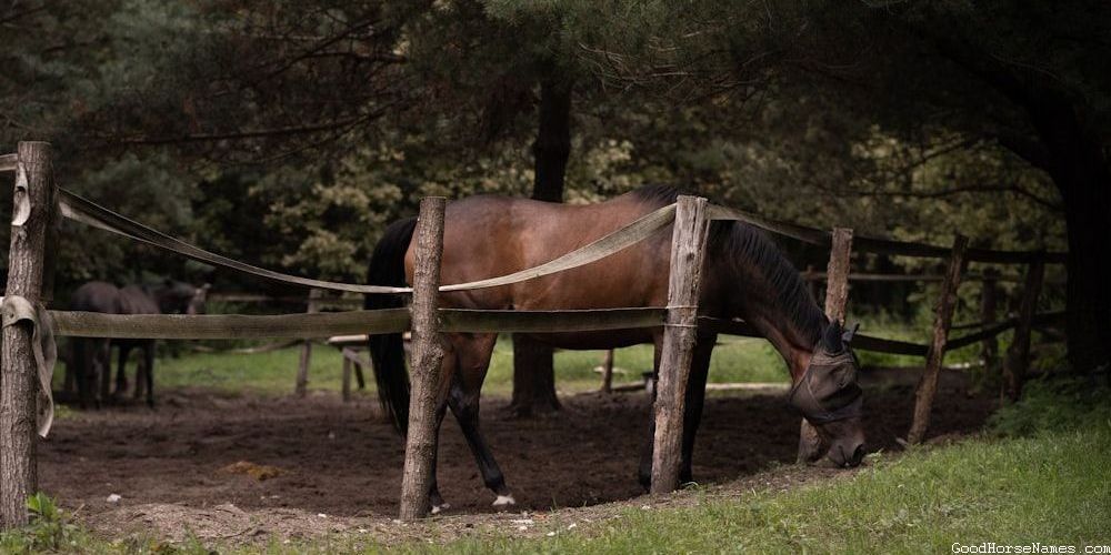 Nokota Horse Powerful Names