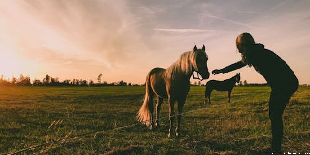 Norwegian Horse Funny Names