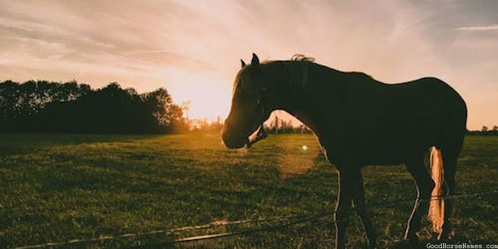 Norwegian Horse Names That Represent Their Patience