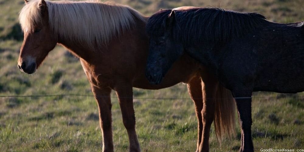 Norwegian Horse