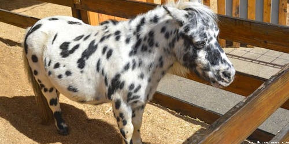 Ocean Horse Funny Names