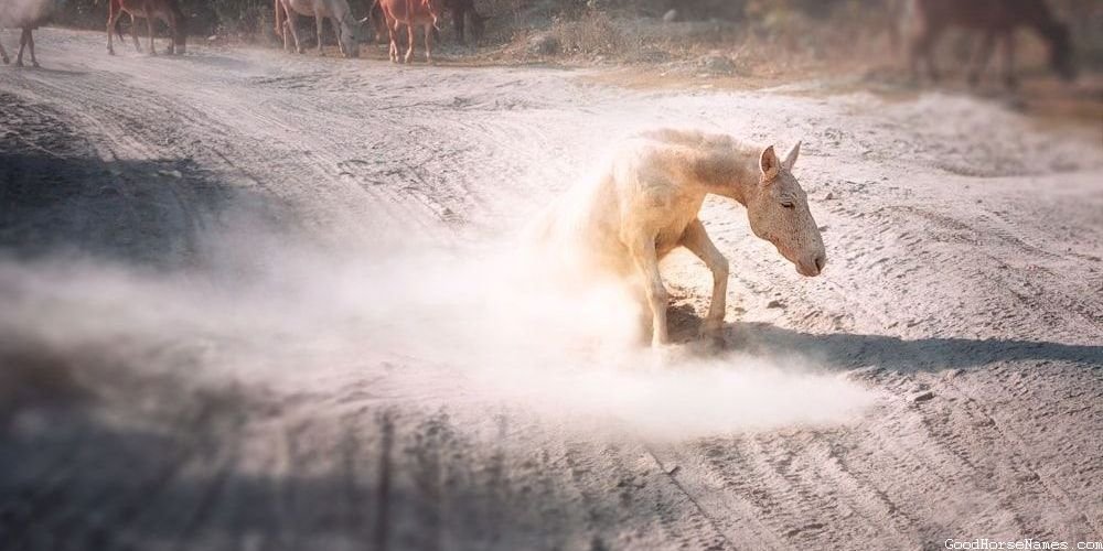 One Syllable Horse Loyalty Inspired Names