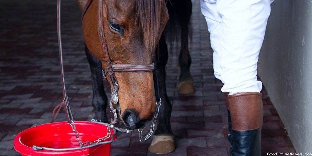 Orange Horse Powerful Names