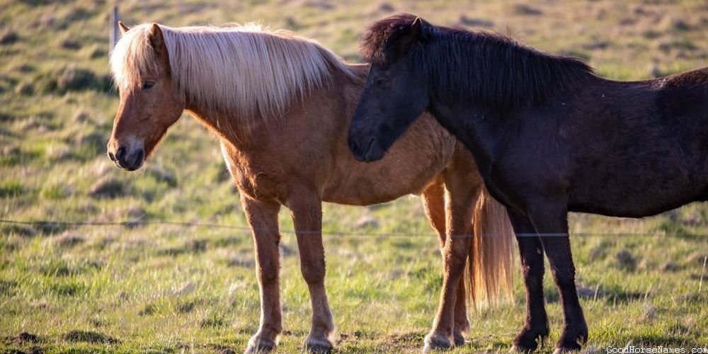 Outlaw Horse