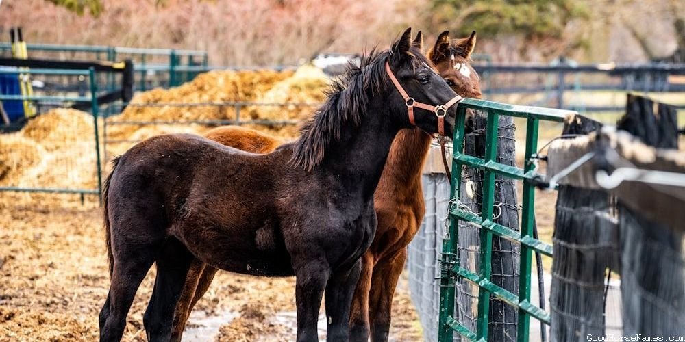 Overo Horse Names That Represent Their Unique Coat Pattern