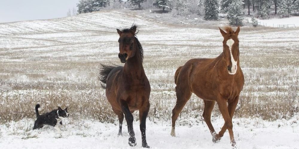 Overo Horse Powerful Names