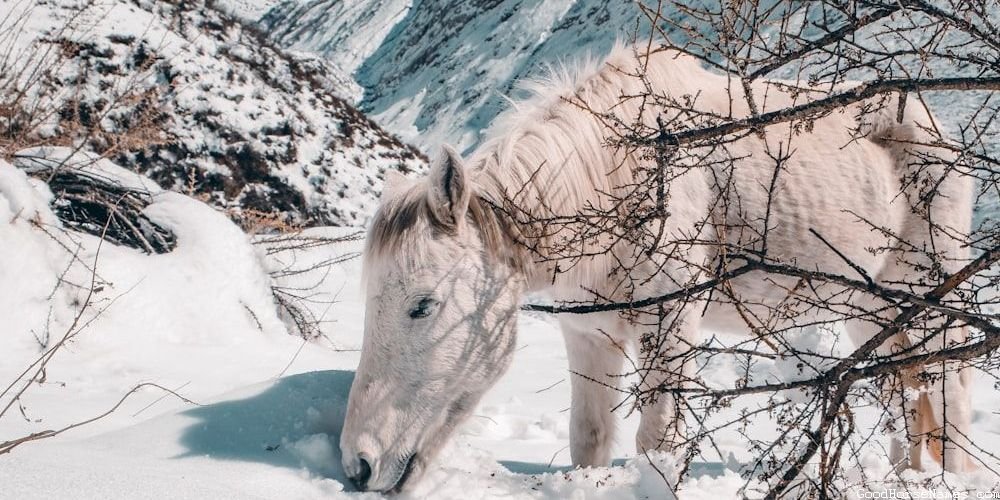 Overo Horse