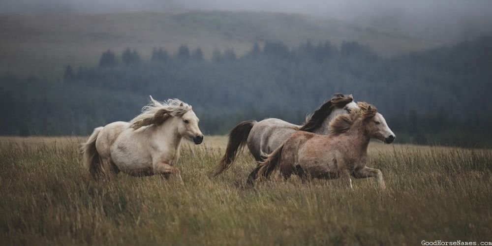 Paladin Horse Names That Represent Their Discipline
