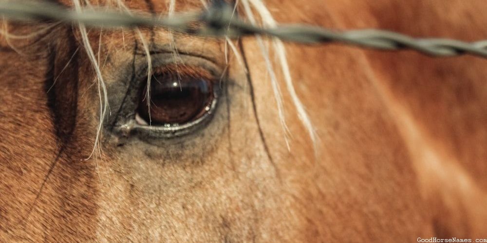 Paladin Horse Powerful Names