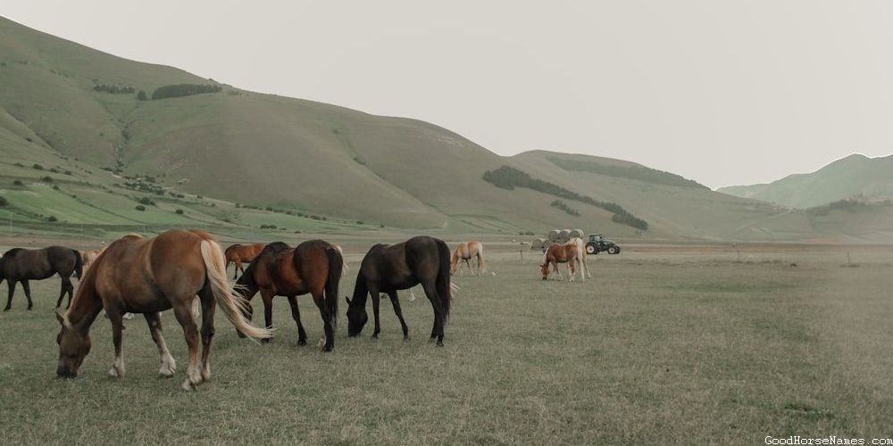 Palomino Geldings Horses Fierce Names