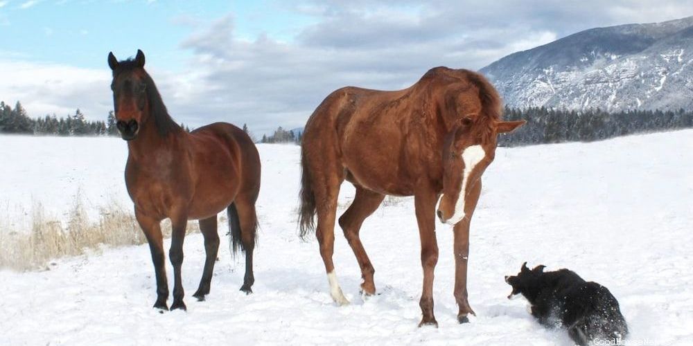 Palomino Geldings Horses Names Inspired by Emotions