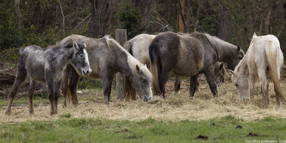 Palomino Geldings Horses Unique Names