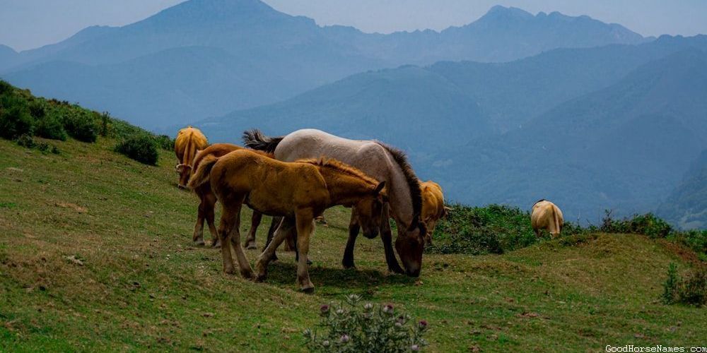 Palomino Horse Names Inspired by Locations