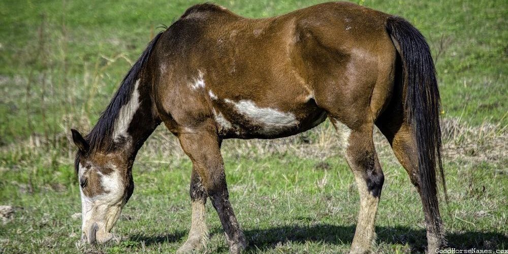 Pas Fino Horse Funny Names