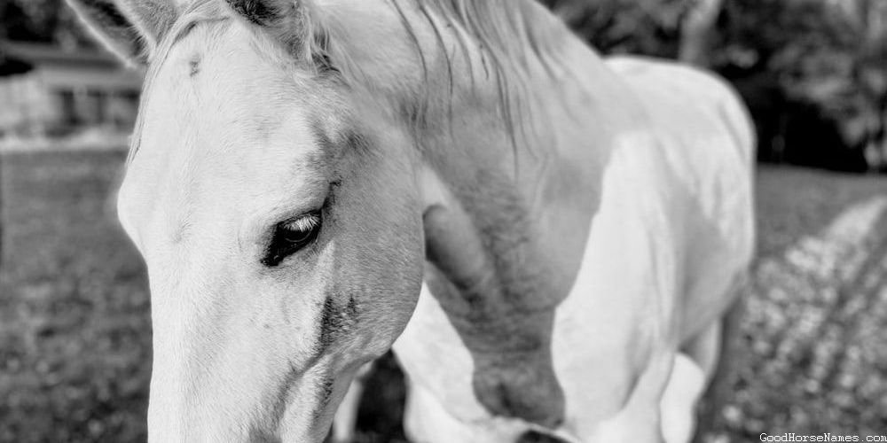 Pas Fino Horse Names That Represent Their Smooth Gait