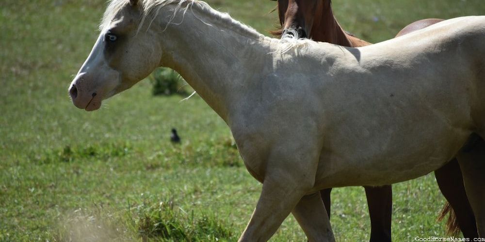 Pas Fino Horse Powerful Names