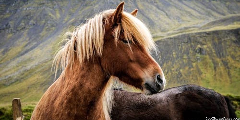 Pedigree Horse Funny Names