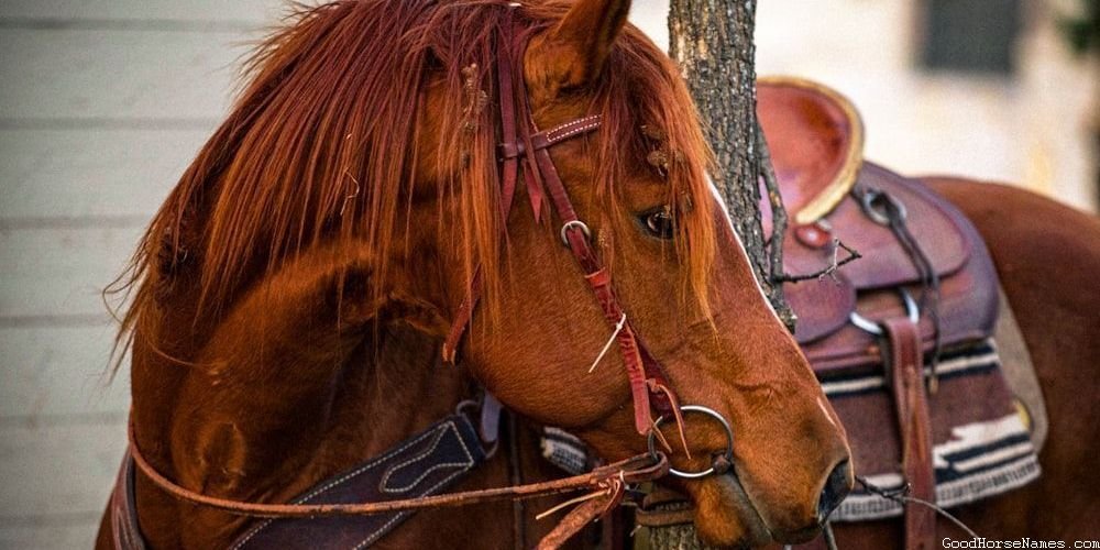 Pedigree Horse Names That Represent Their Adaptable Approach