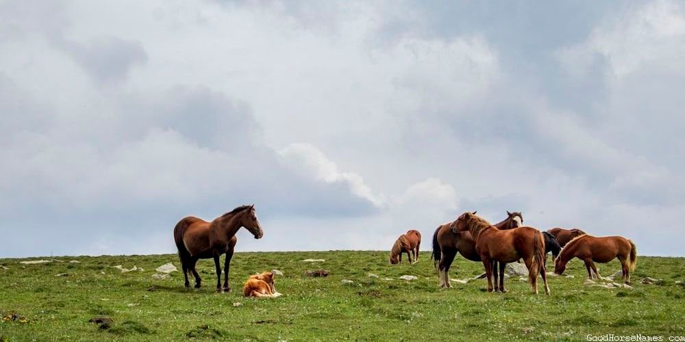 Pedigree Horse Names That Represent Their Calm Temperament