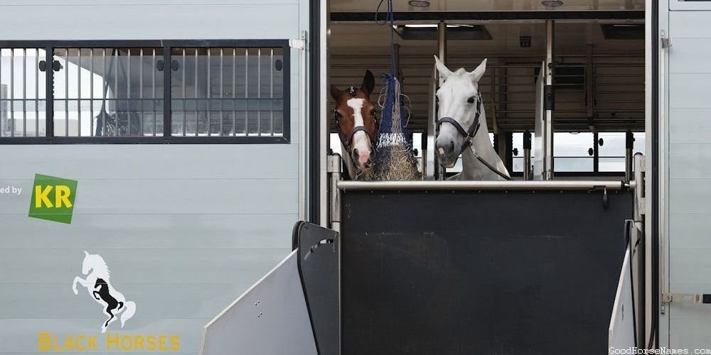 Pedigree Horse
