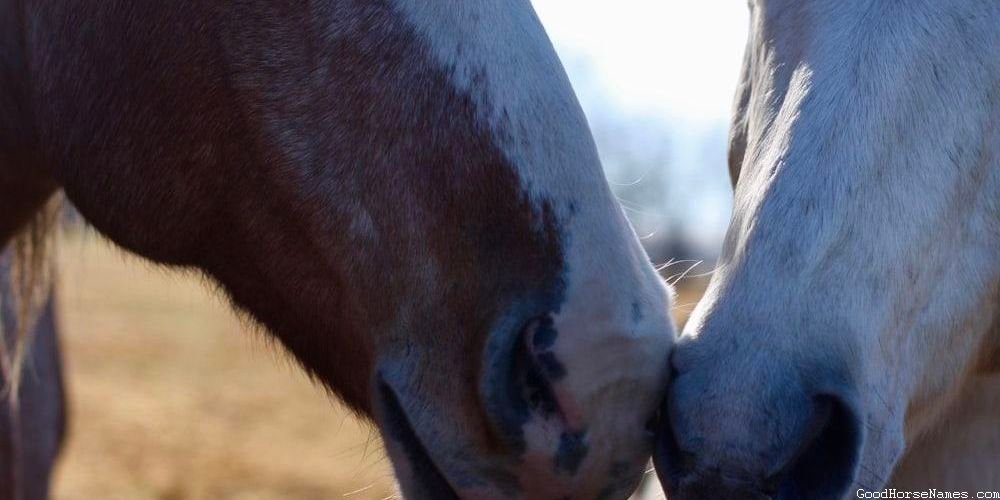 Percheron Horse Powerful Names
