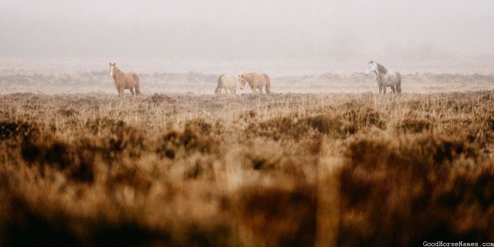 Perlino Horse Funny Names