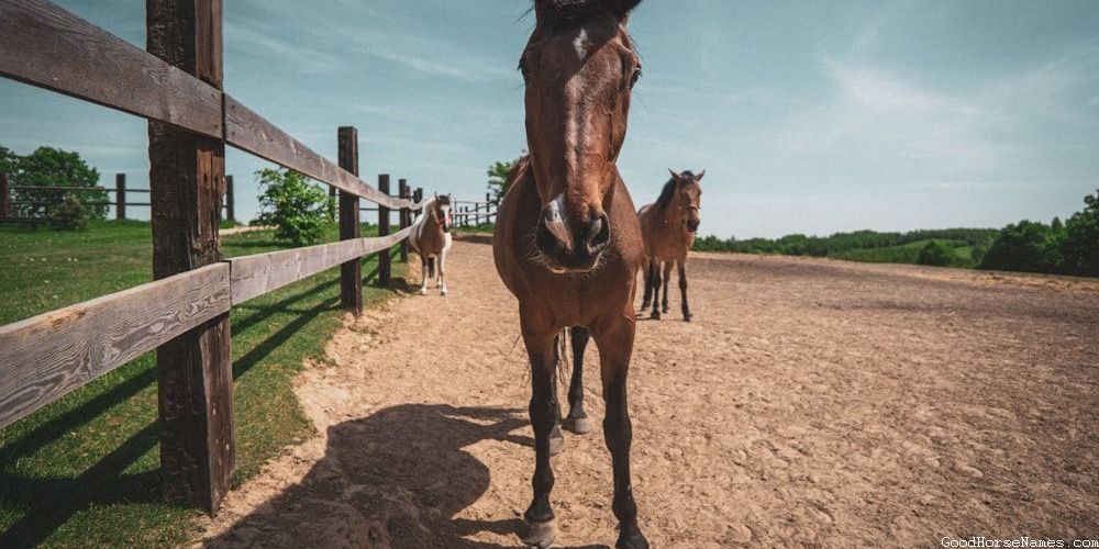 Personality Inspired Brown Horse Show Names