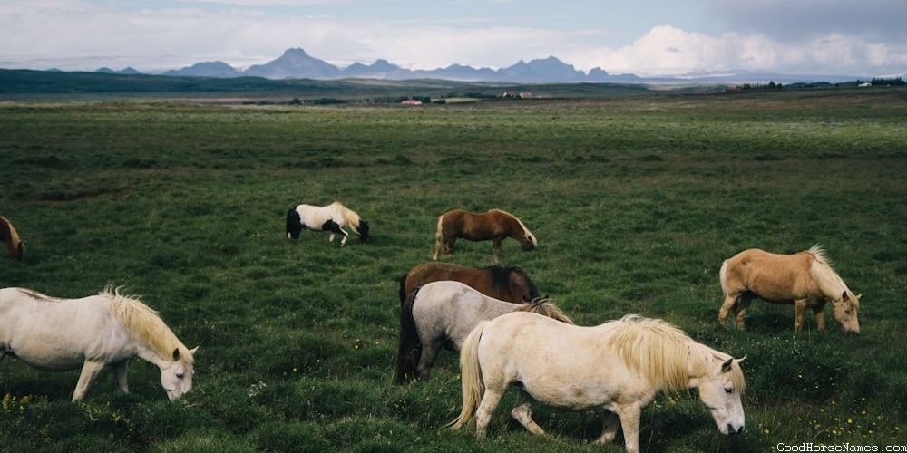 Personality Inspired Common Horse Names