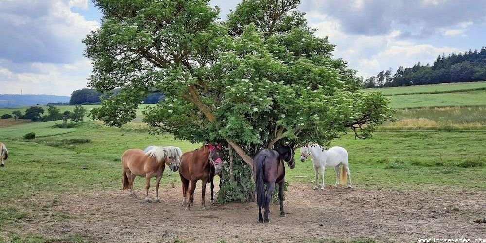 Personality Inspired Cool Female Horse Names