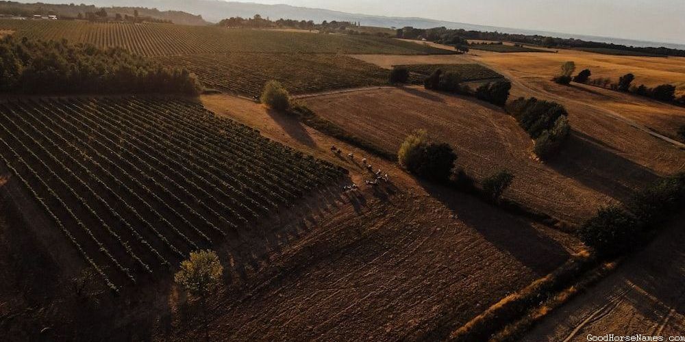 Personality Inspired Cool Grey Horse Names