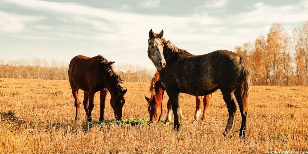 Personality Inspired Cool White Horse Names