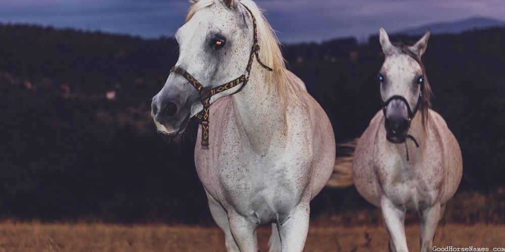 Piebald Horse Funny Names
