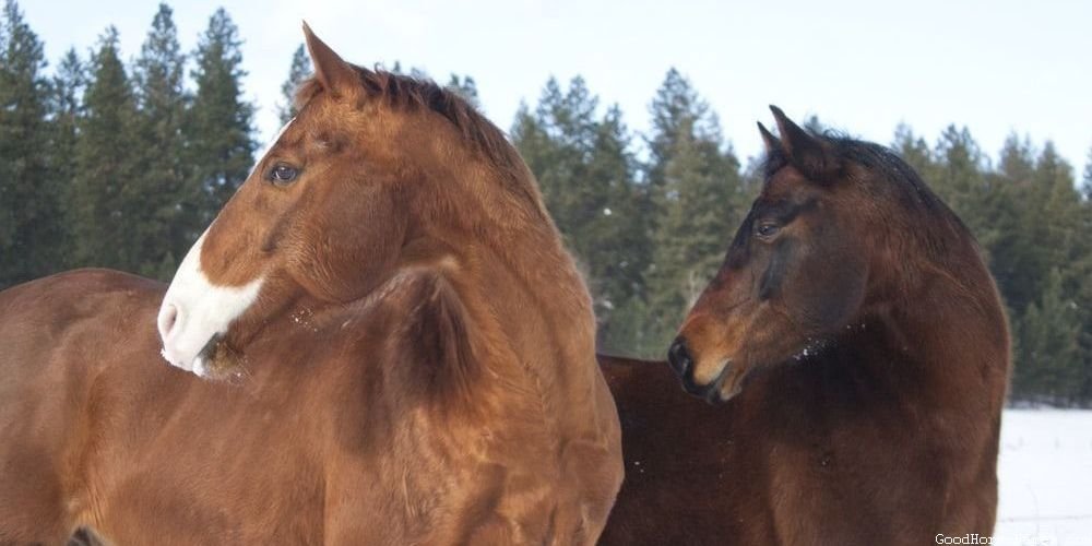 Piebald Horse Names That Represent Their Striking Coat Patterns